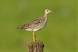 Upland Sandpiper