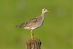 Upland Sandpiper