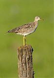 Upland Sandpiper