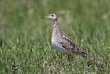 Upland Sandpiper