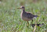 Upland Sandpiper