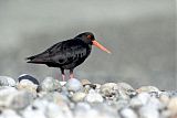 Variable Oystercatcher