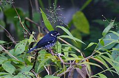 Variable Seedeater