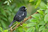 Variable Seedeater