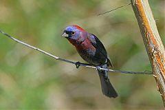Varied Bunting