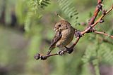 Varied Bunting