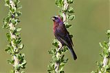 Varied Bunting