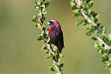 Varied Bunting