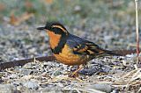 Varied Thrush