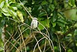 Variegated Flycatcher