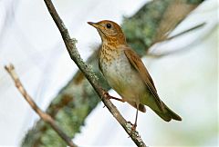 Veery