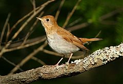 Veery