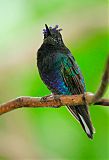 Velvet-purple Coronet