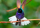 Velvet-purple Coronet