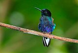 Velvet-purple Coronet