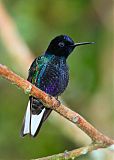 Velvet-purple Coronet