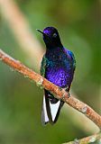 Velvet-purple Coronet