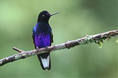 Velvet-purple Coronet