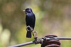 Velvety Black-Tyrant