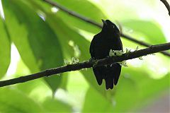 Velvety Manakin