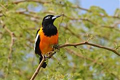 Venezuelan Troupial