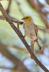 Verdin