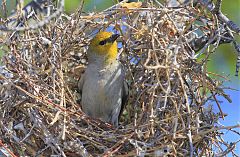 Verdin