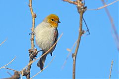 Verdin