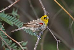 Verdin