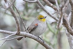 Verdin