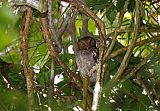 Choco Screech-Owl