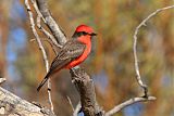 Vermilion Flycatcher