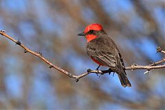 Vermilion Flycatcher