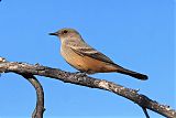 Vermilion Flycatcher