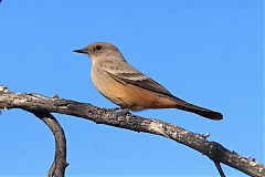 Vermilion Flycatcher