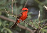 Vermilion Flycatcher