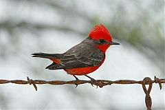 Vermilion Flycatcher