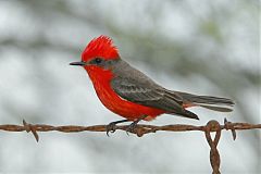 Vermilion Flycatcher