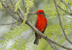 Vermilion Flycatcher