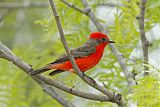 Vermilion Flycatcher