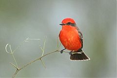 Vermilion Flycatcher