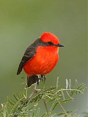 Vermilion Flycatcher