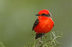 Vermilion Flycatcher