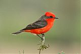 Vermilion Flycatcher