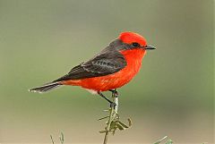 Vermilion Flycatcher