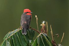 Vermilion Flycatcher