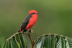 Vermilion Flycatcher