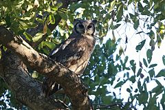 Verreaux's Eagle-Owl