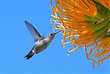 Vervain Hummingbirdborder=