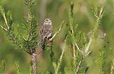 Vesper Sparrow